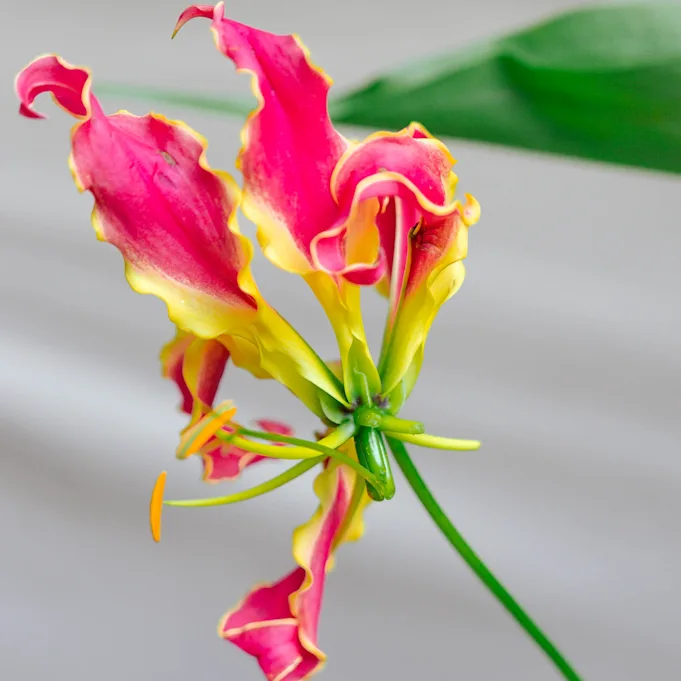 gloriosa,rood,24 (9)