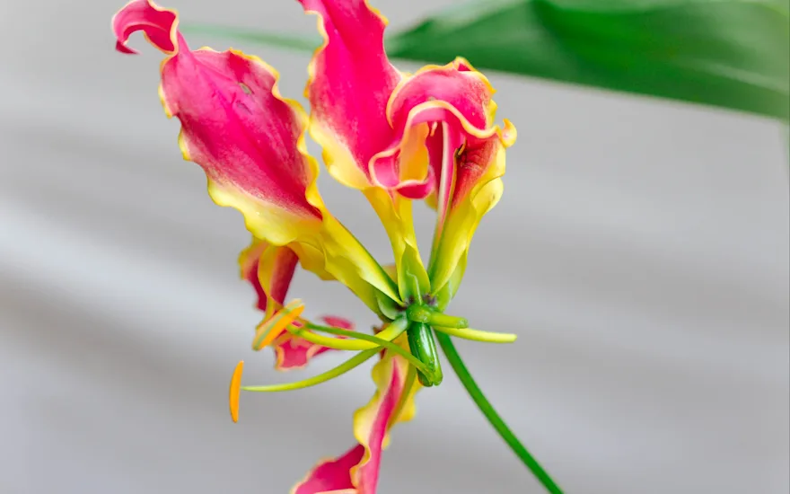 gloriosa,rood,24 (9)