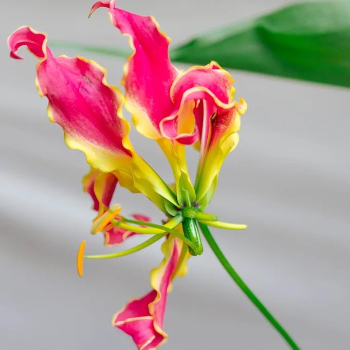 gloriosa,rood,24 (9)