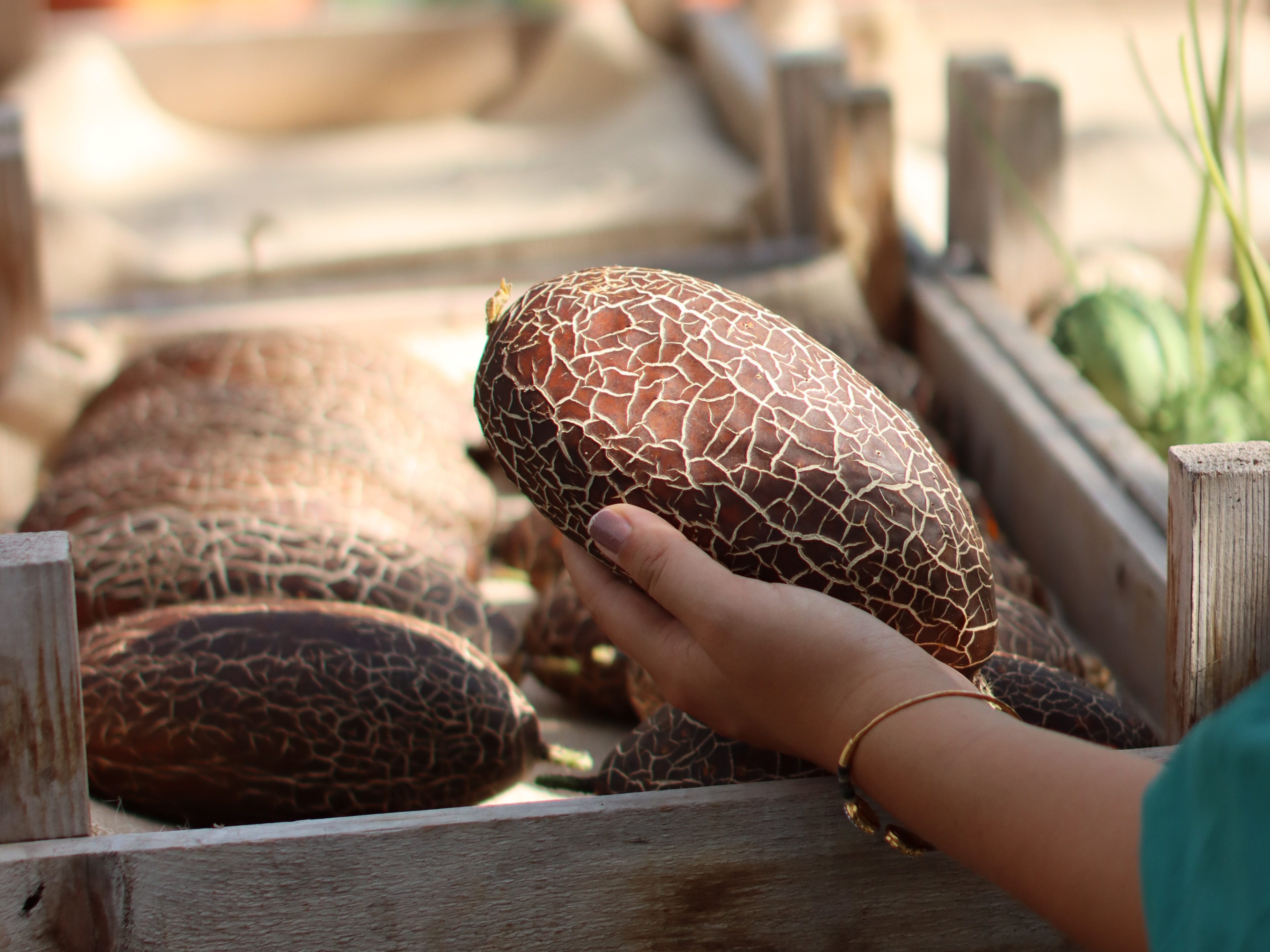 zierfrüchte,braun,22