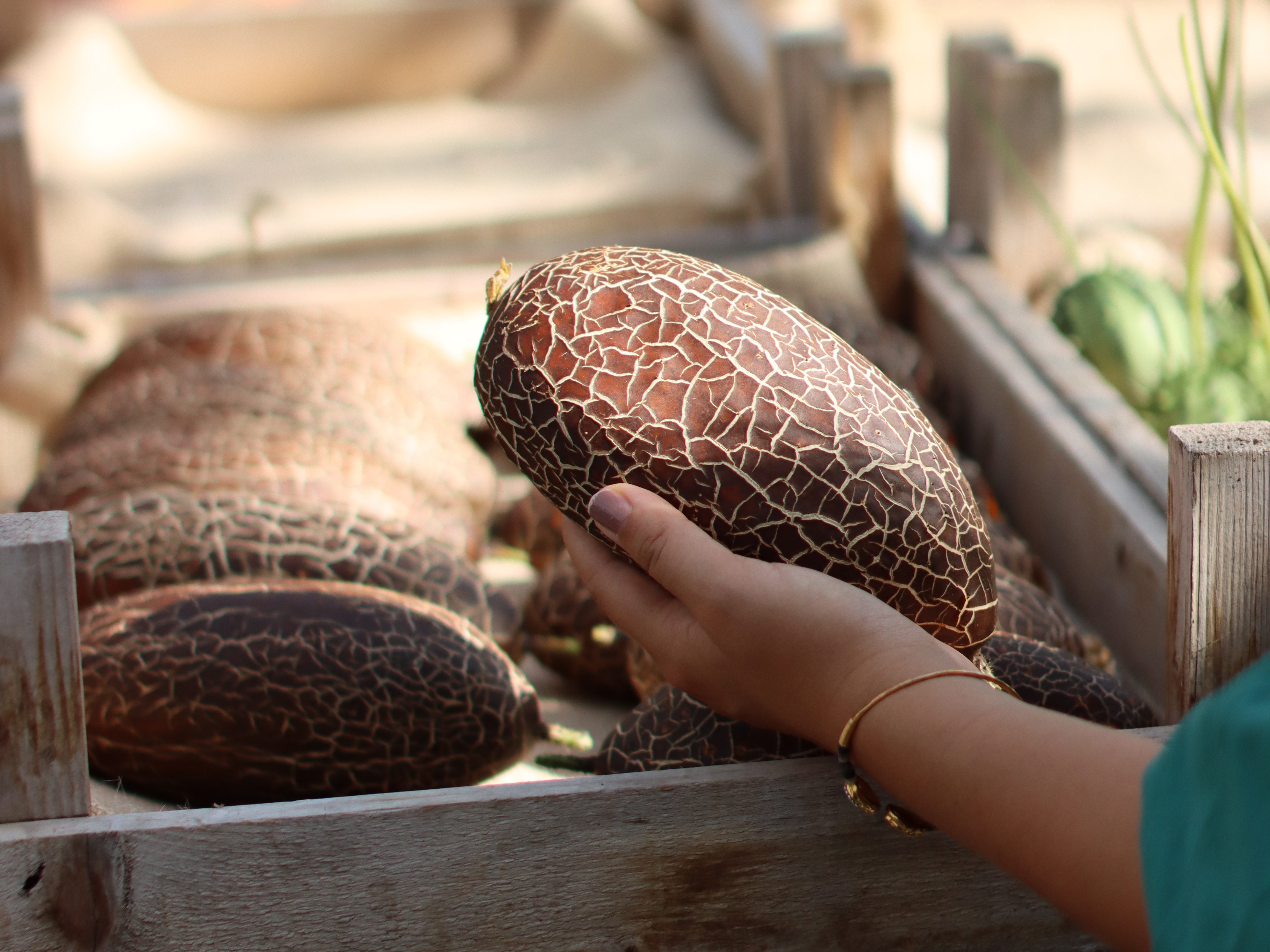 ornamentalfruits,brown,22