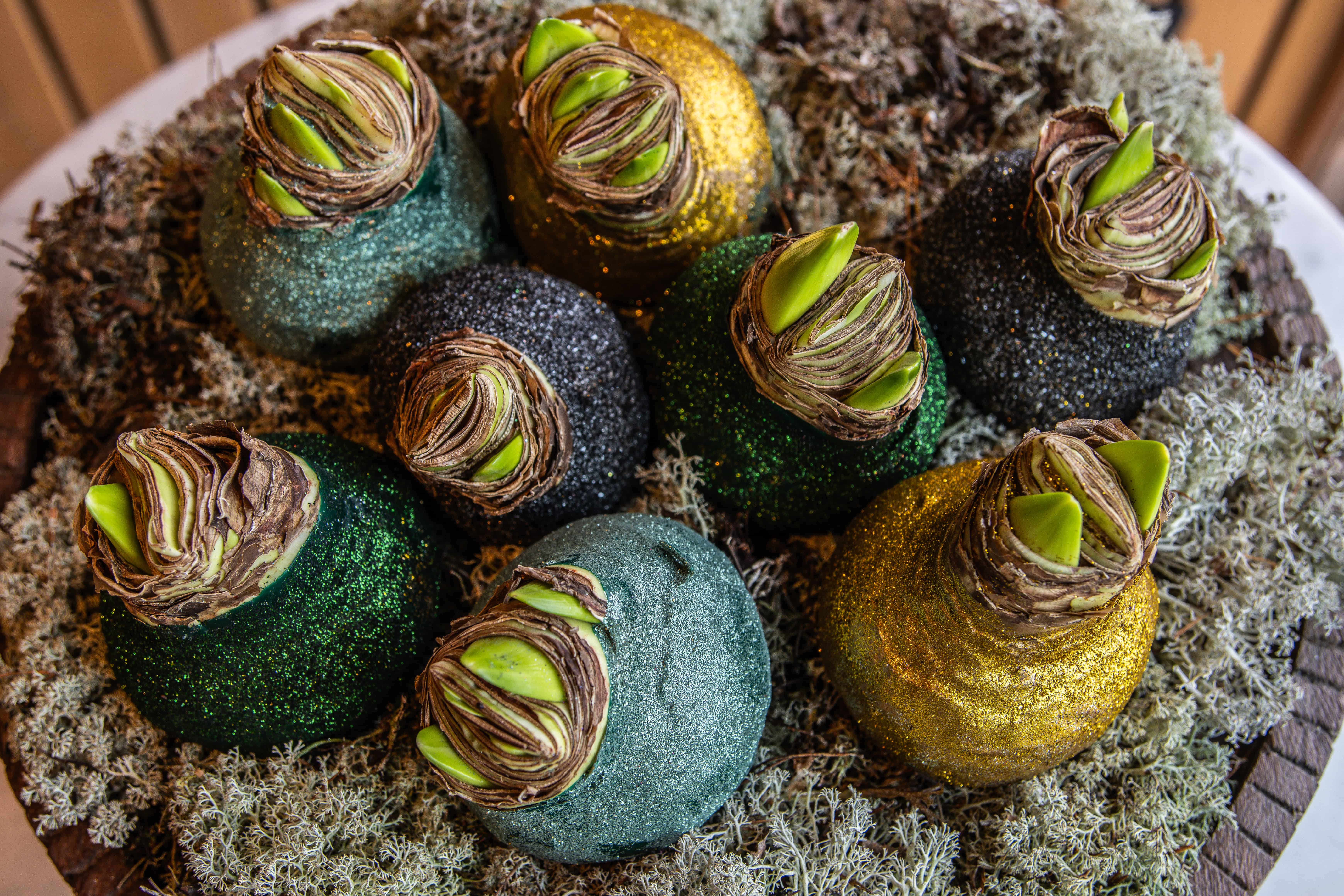 waxamaryllis,mix,glitter,24 (43)1