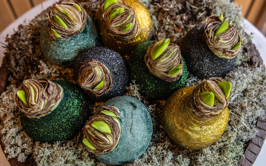 waxamaryllis,mix,glitter,24 (43)1