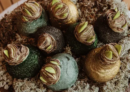 waxamaryllis,mix,glitter,24 (43)1