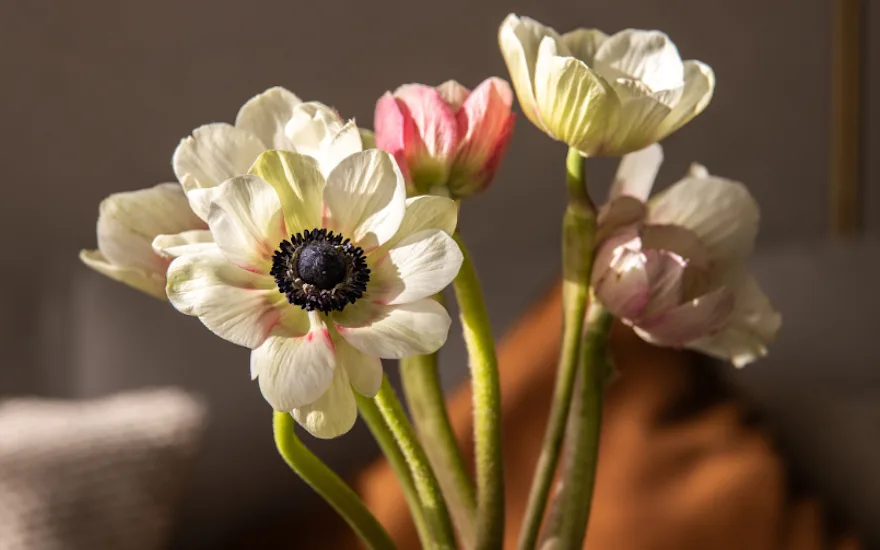Anemone Enchantment