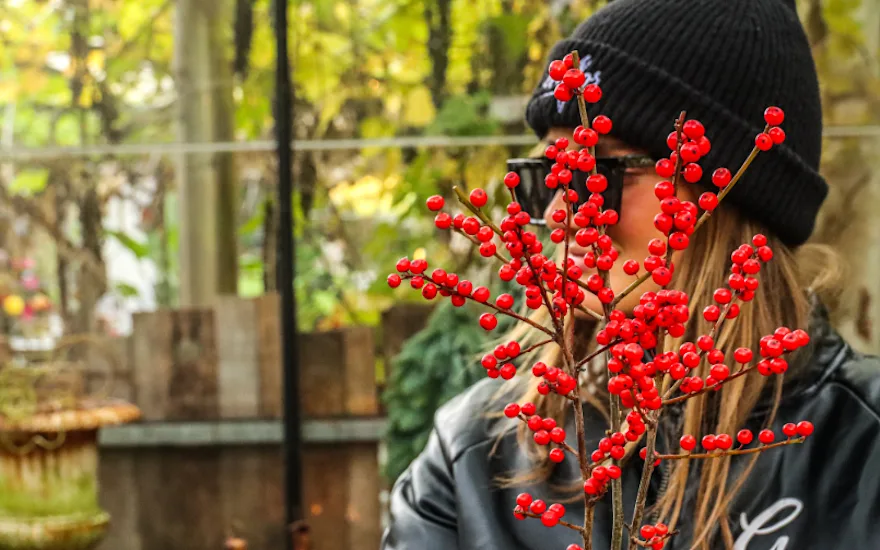 ilex,winter,2025