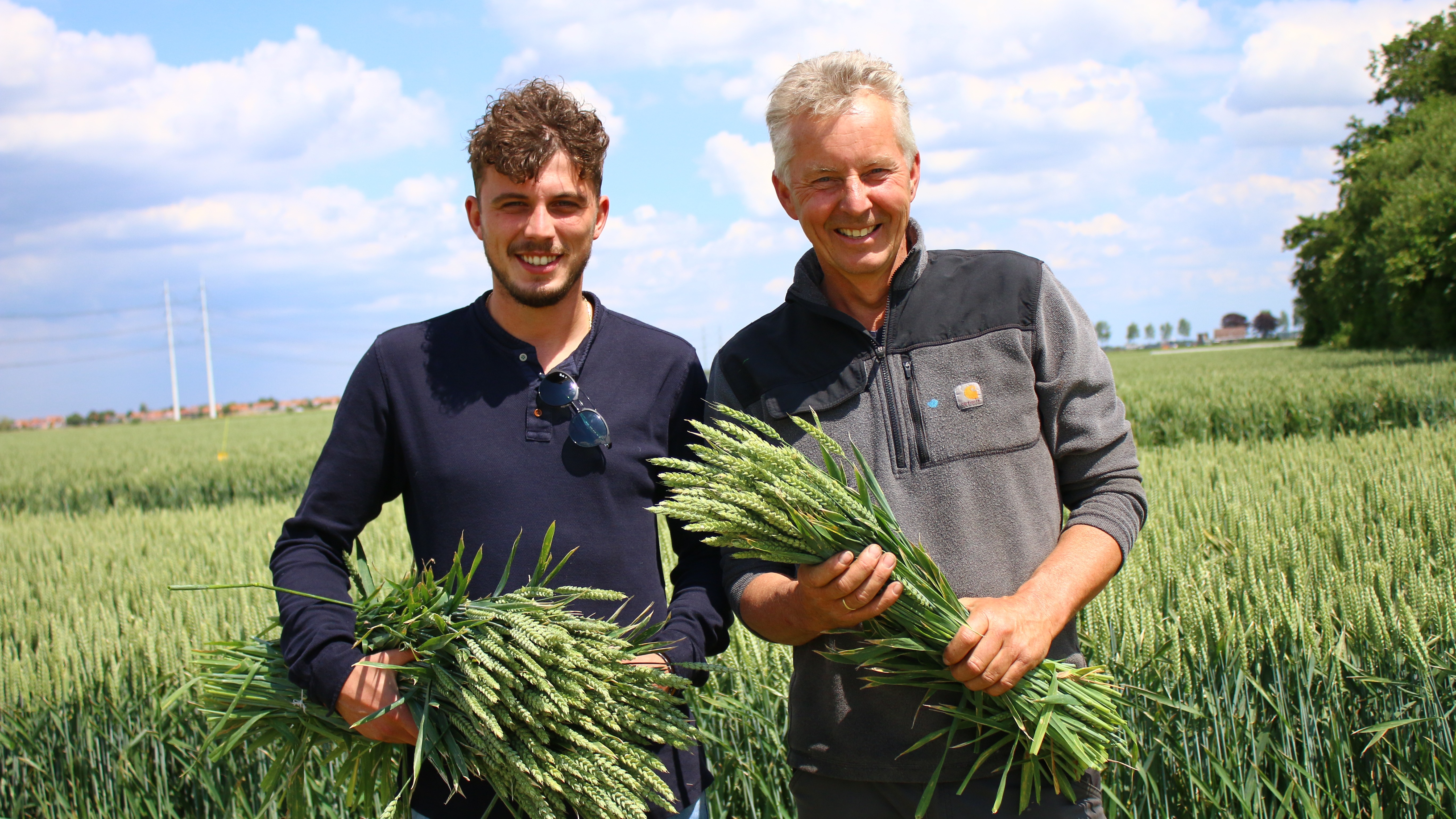 From field to vase: the journey of dried wheat bunches