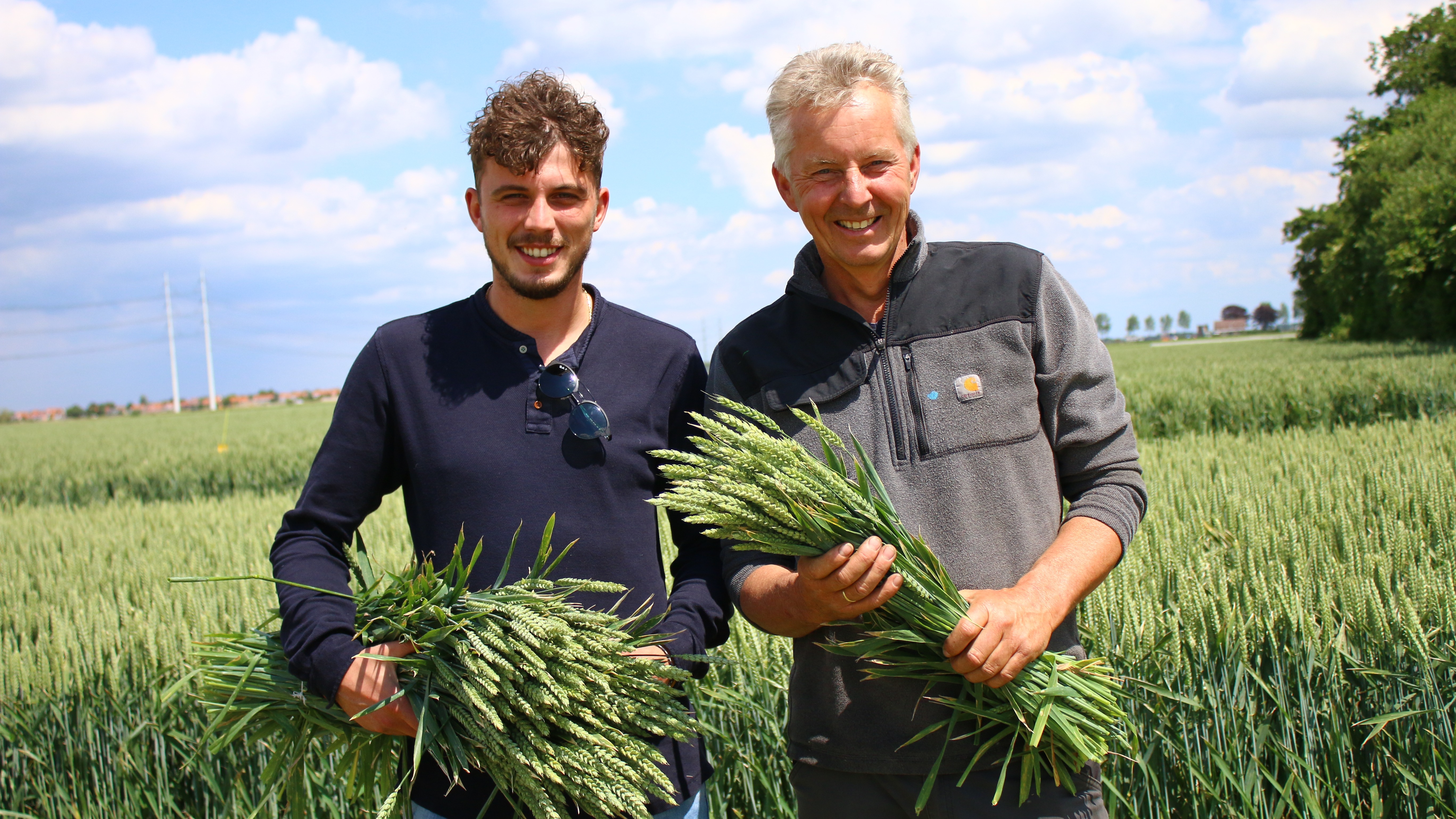 Vom Feld zur Vase: der Weg der getrockneten Weizenbüschel