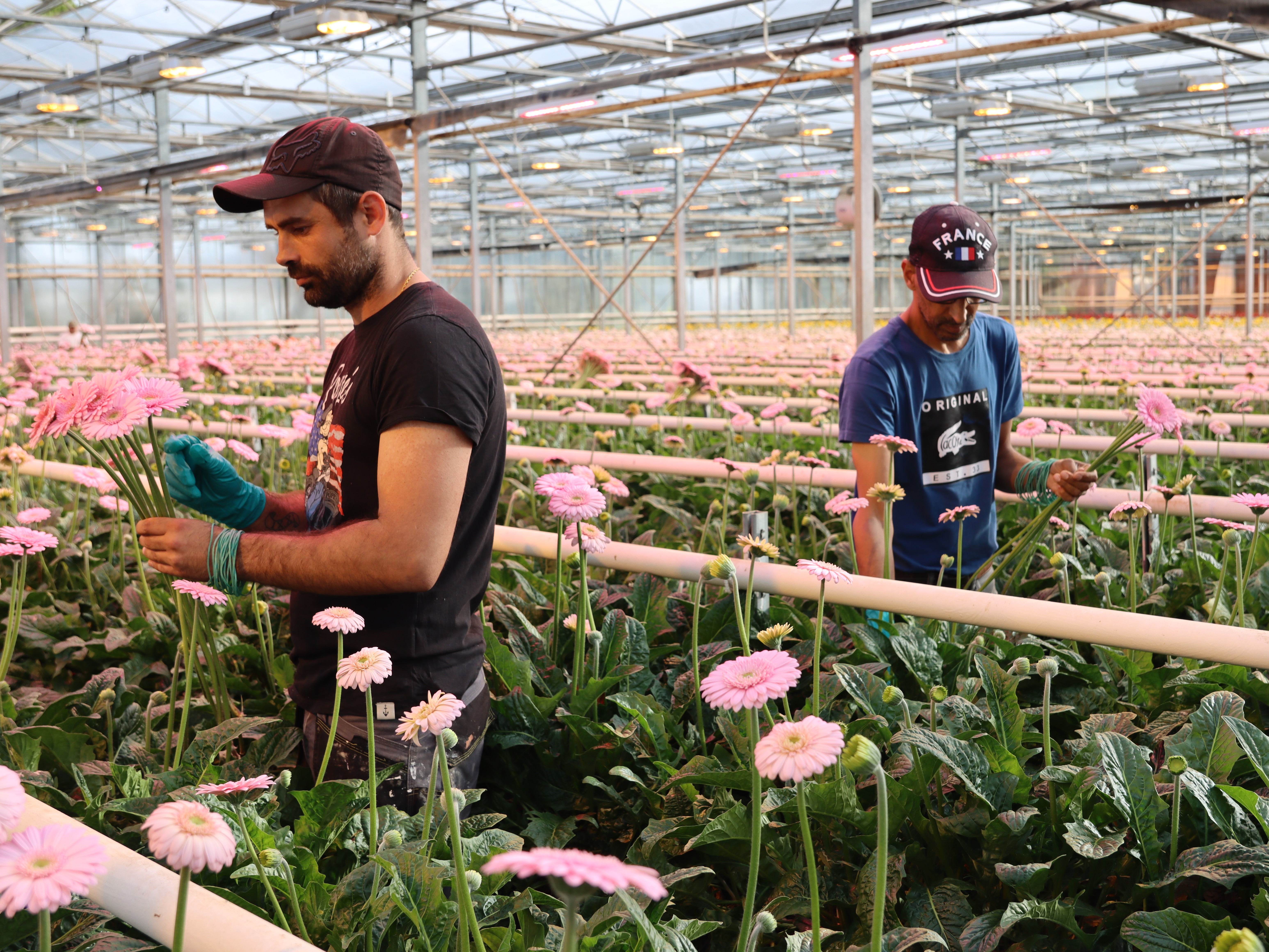 germini-s,kweker,roze,24 (35)