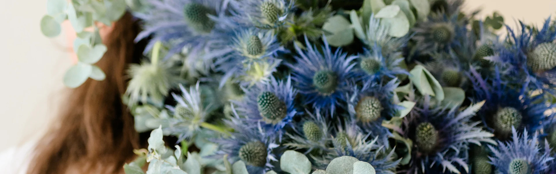 thistles in full bloom: