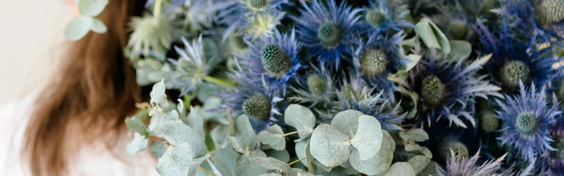 Disteln in voller Blüte: