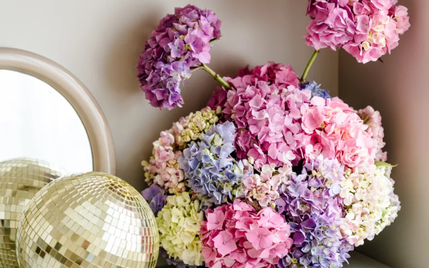 hortensia,mix,23