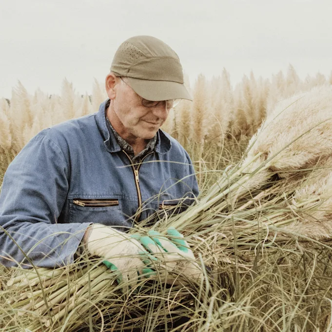 cortederia,beige,24 (51) (1)