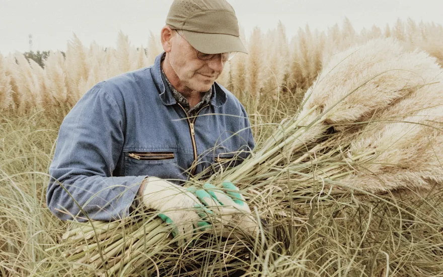 cortederia,beige,24 (51) (1)