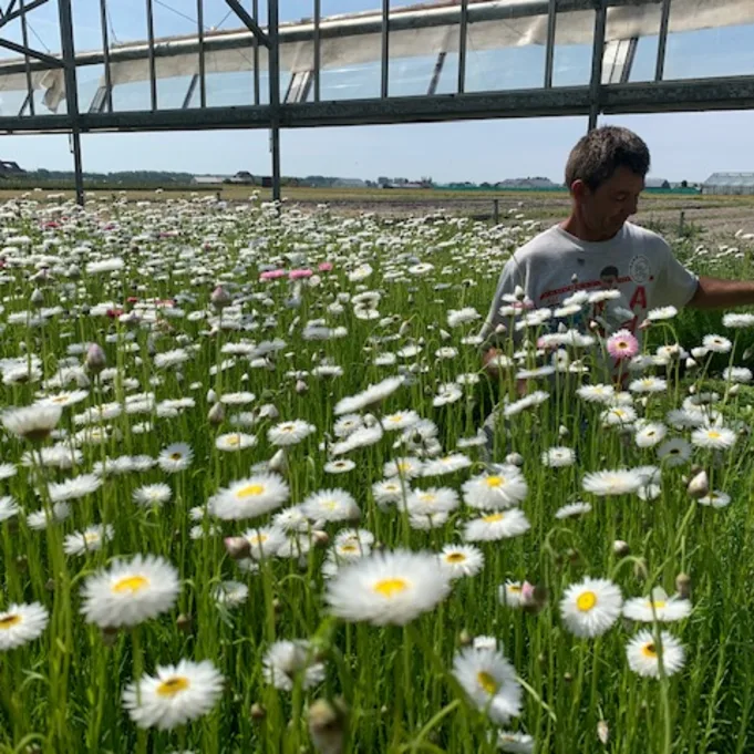 driedhelipterum,white,20 (3)