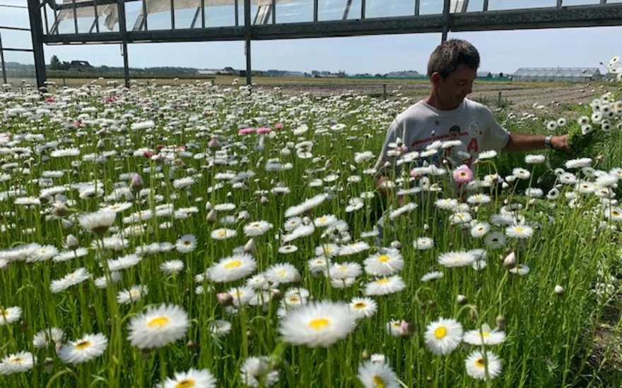 driedhelipterum,white,20 (3)