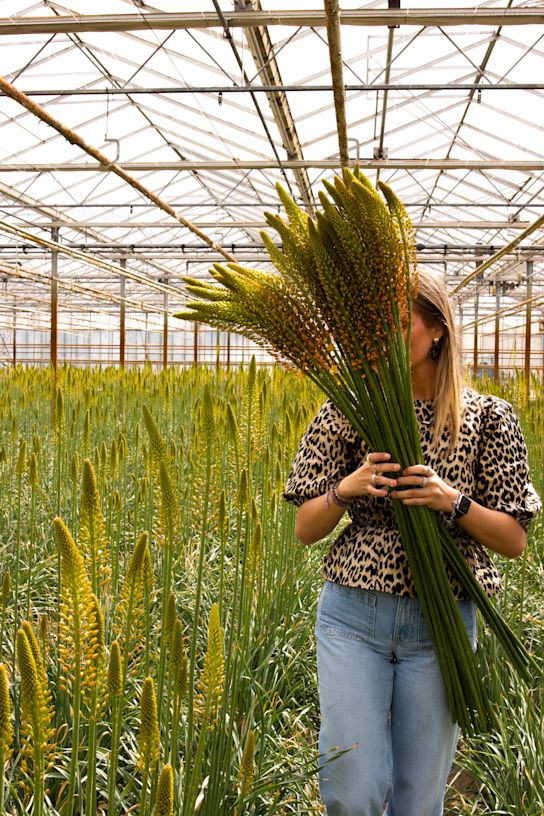 eremurus,geel,24 (9)