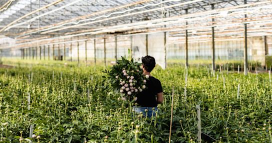 peonies,nursery,21 (1)