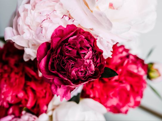 pioenen,roze,kansas,21 (3)