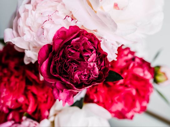 pioenen,roze,kansas,21 (3)