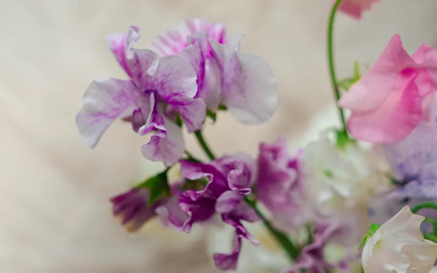japansebloemen,paars,24