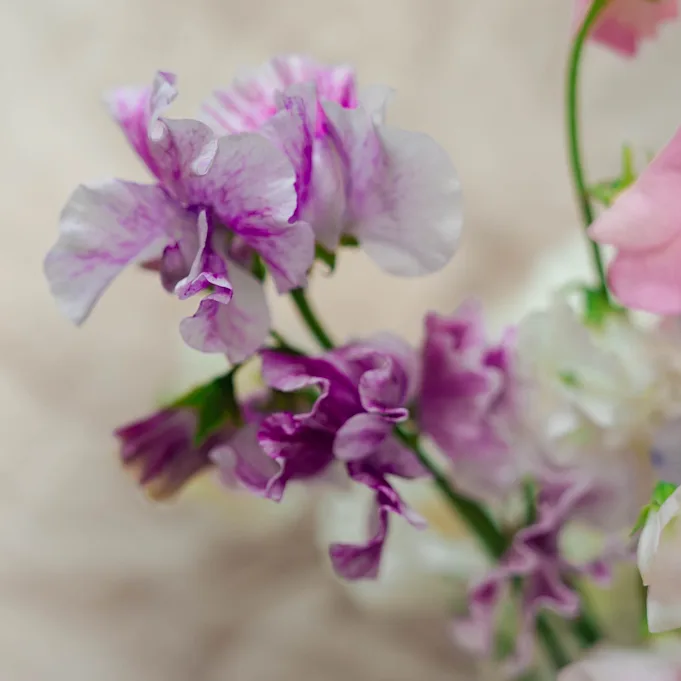 japansebloemen,paars,24