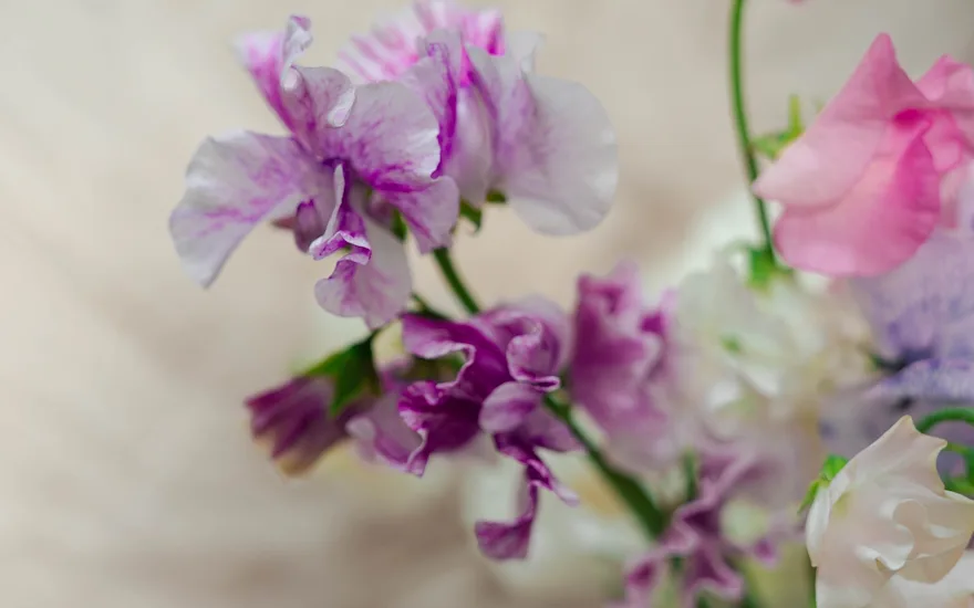japansebloemen,paars,24