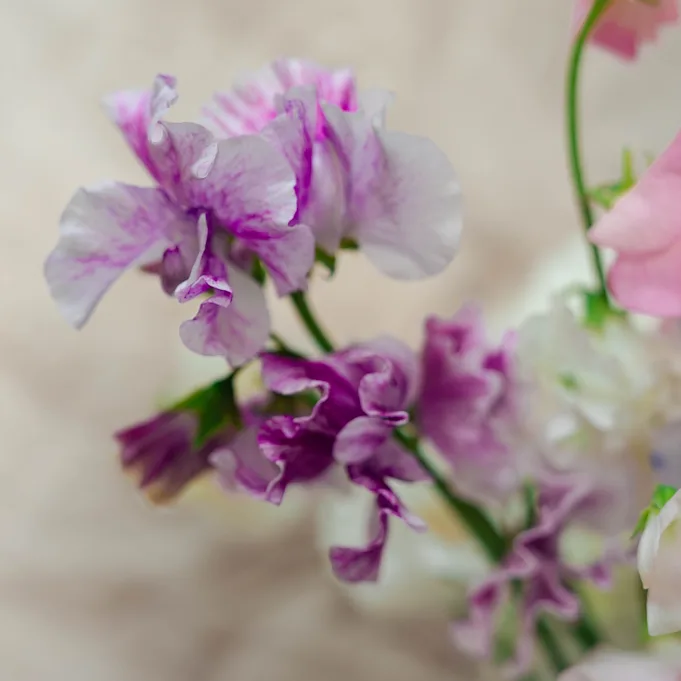 japansebloemen,paars,24