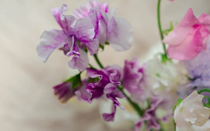 japansebloemen,paars,24