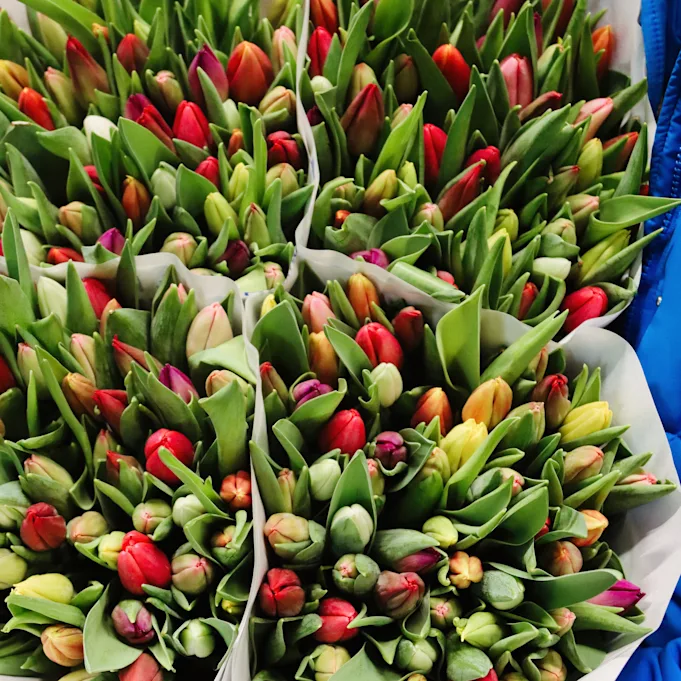 tulpen,retailfowers,mix,24 (17)