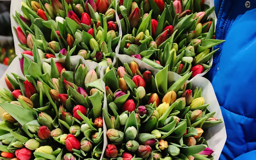 tulpen,retailfowers,mix,24 (17)