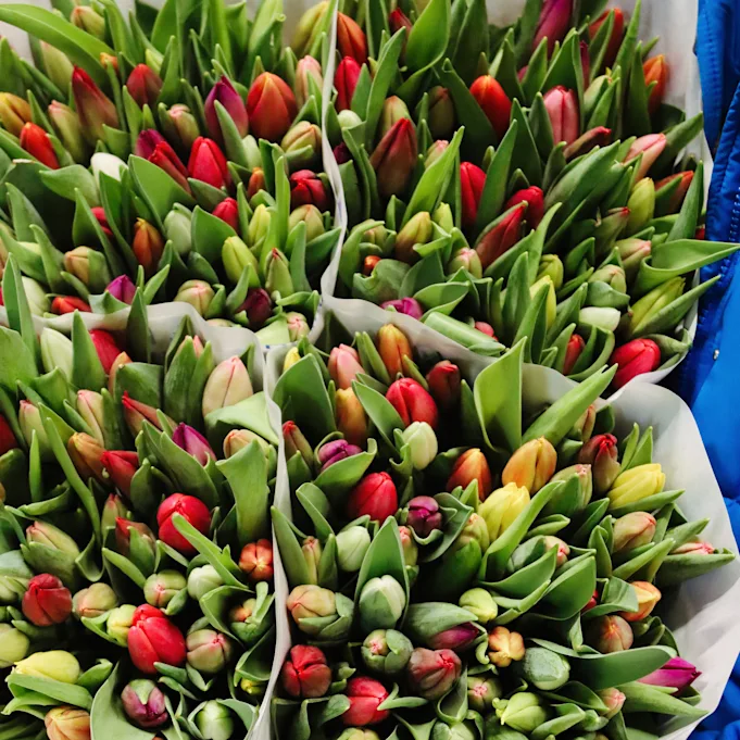 tulpen,retailfowers,mix,24 (17)