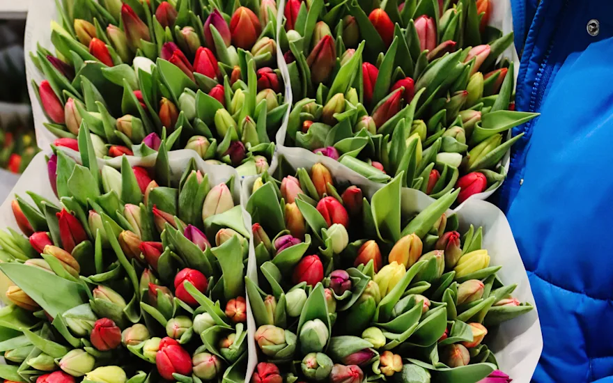 tulpen,retailfowers,mix,24 (17)