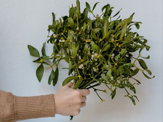 maretak, groen, 23 (3)