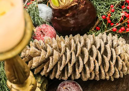 pinea,kerstshoot,2025