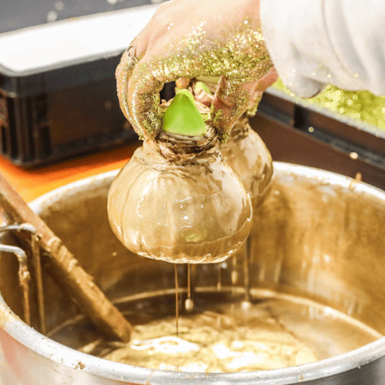 wax,amaryllis,goud,wiljo,2025