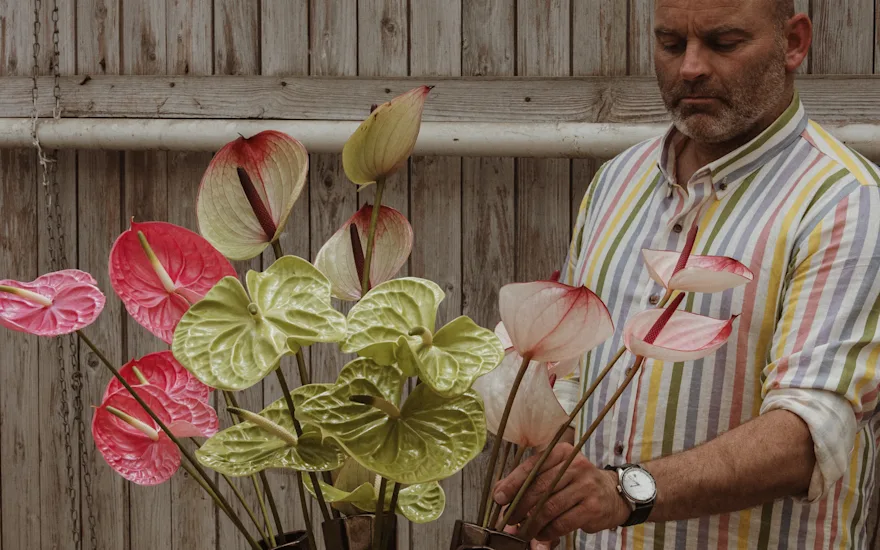 anthurium,roze,24 (11)