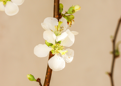 bloesemtakken,lente,26