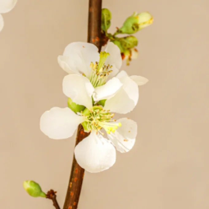 bloesemtakken,lente,26