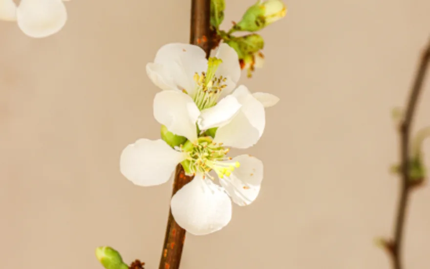 bloesemtakken,lente,26