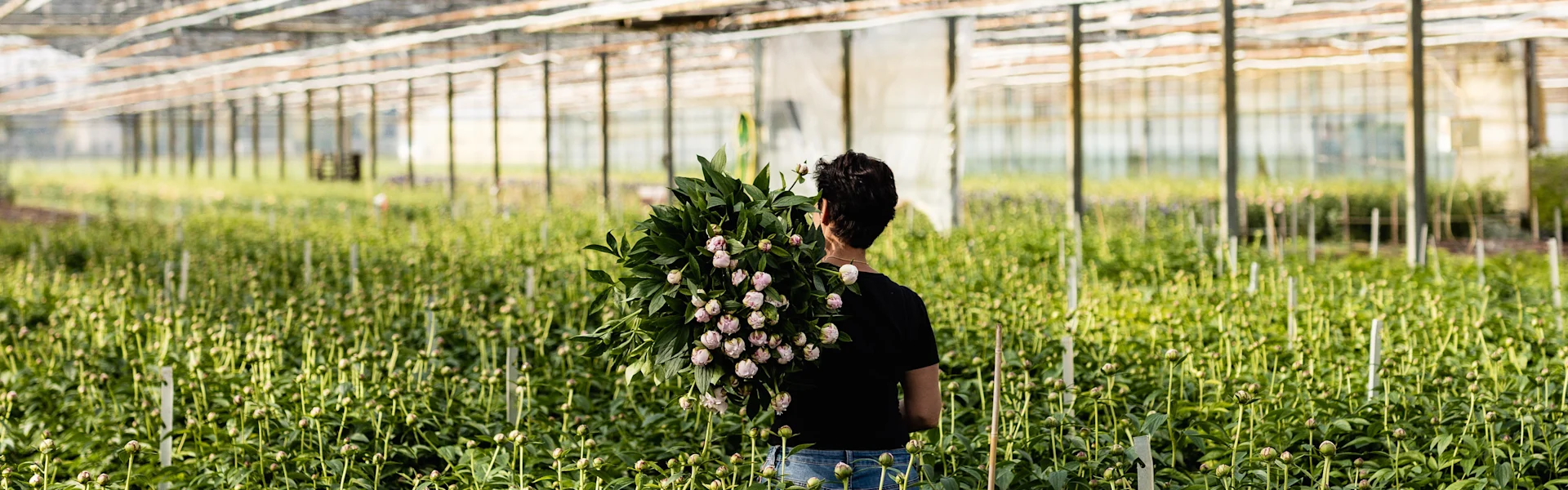 Het pioenrozen seizoen is begonnen
