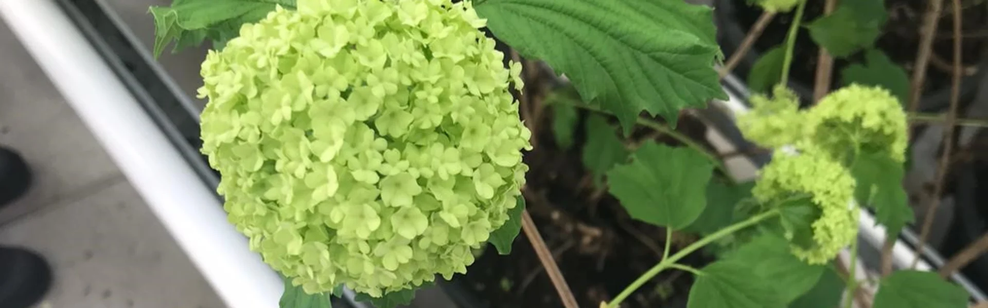 Der einzigartige Charme von Viburnum Opulus