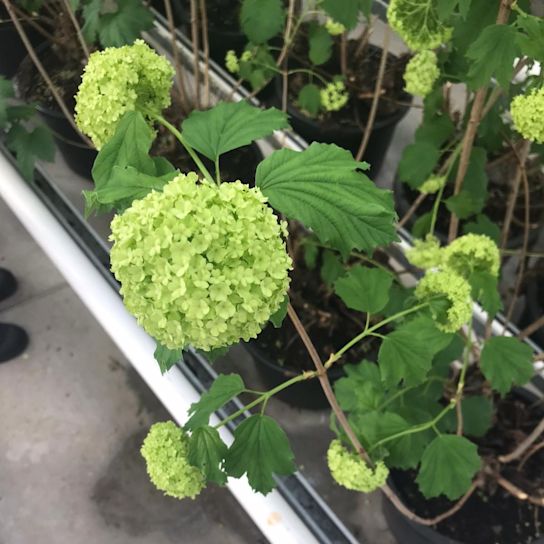 snowball,green,21 (1)