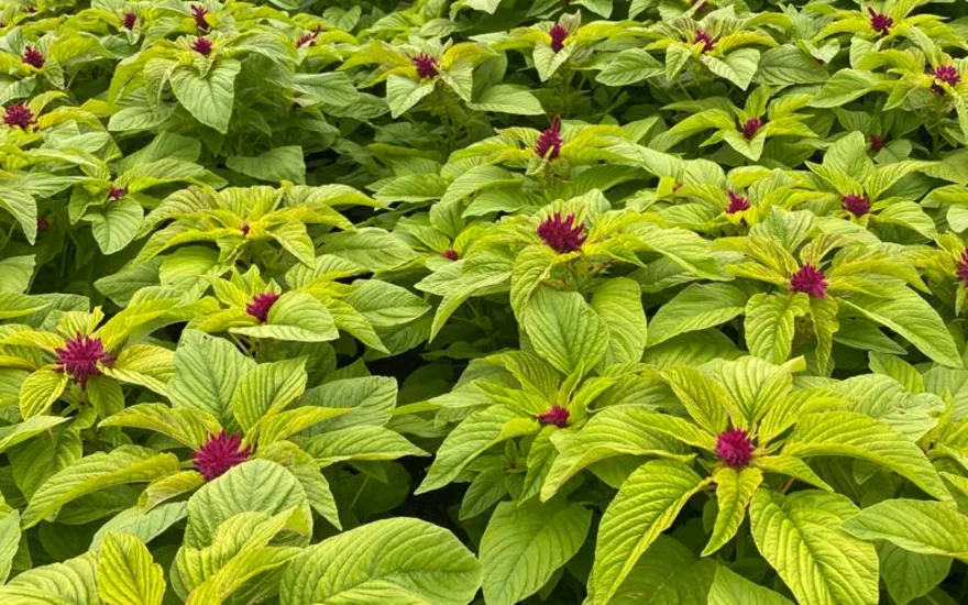 amaranthus,red,21 (4)