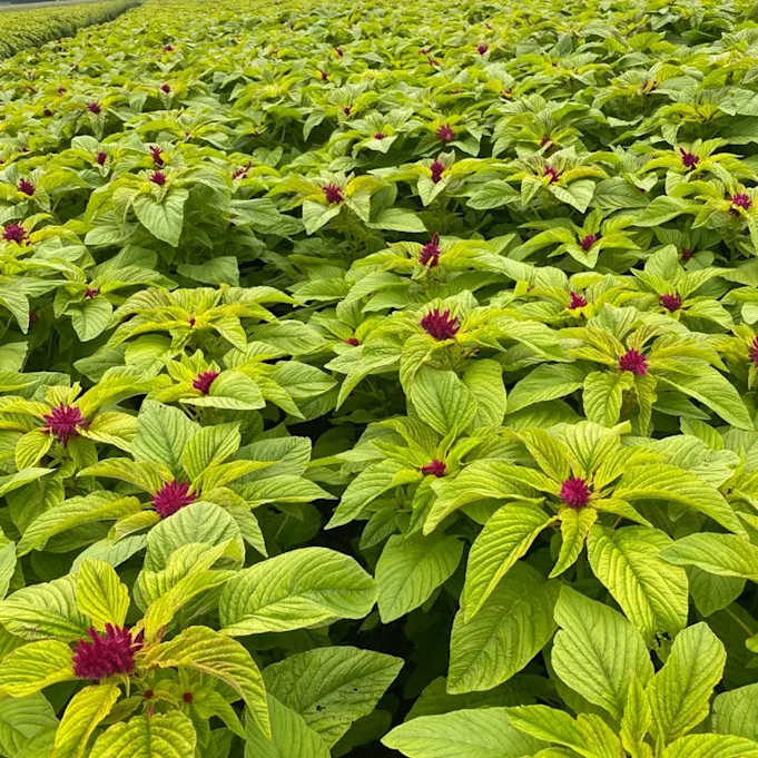 amaranthus,rot,21 (4)