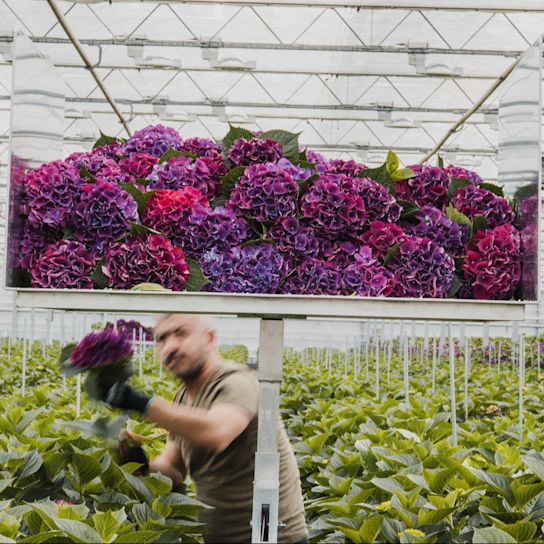 hortencia,vicini,paars,24 (1)