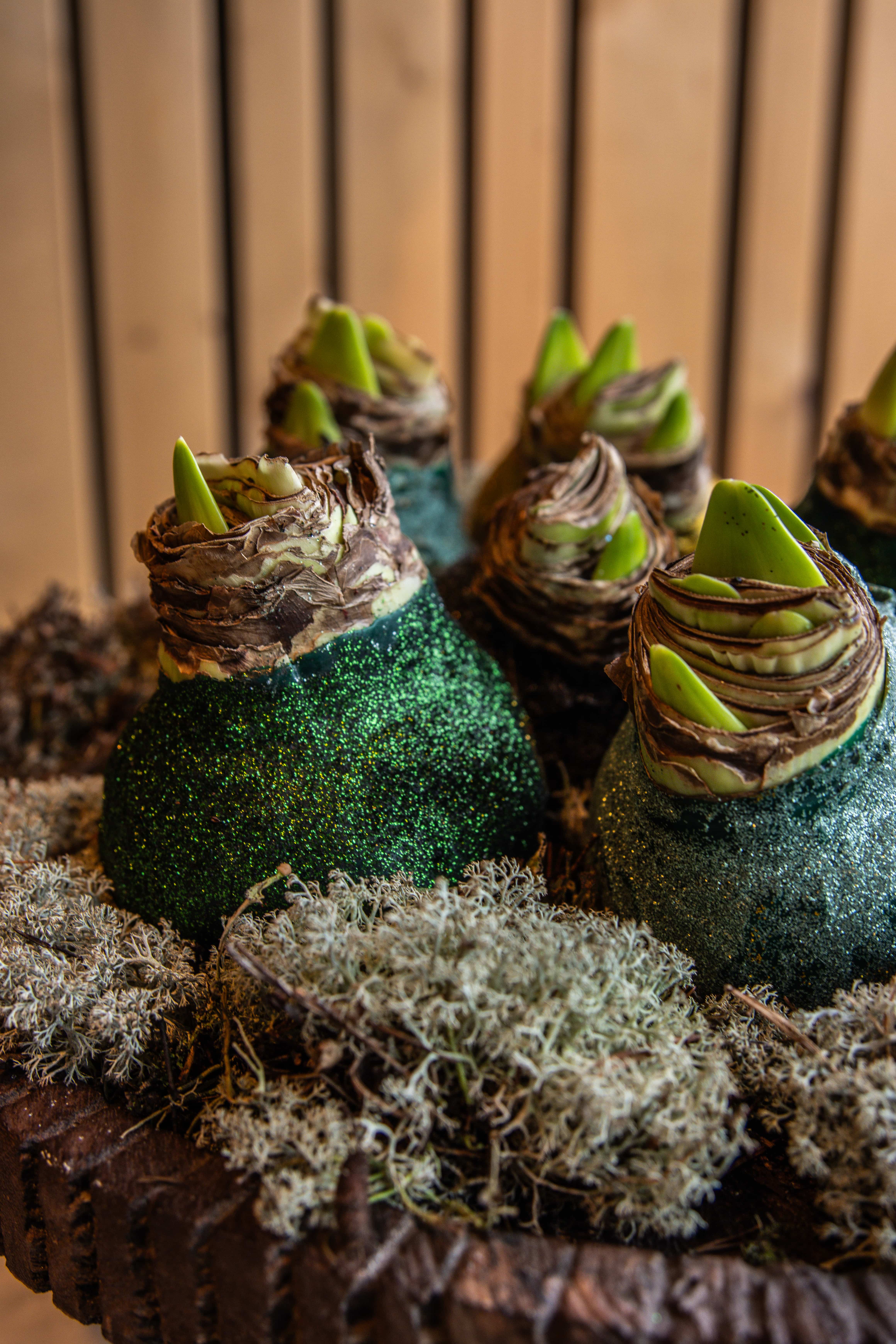 waxamaryllis,mix,glitter,24 (35)