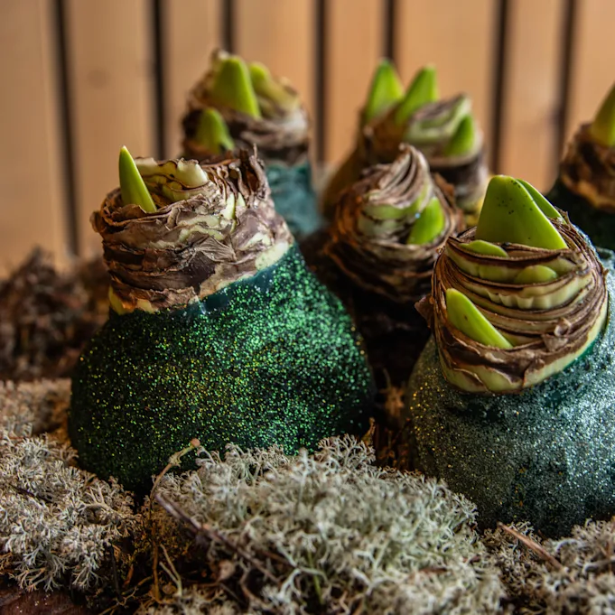 waxamaryllis,mix,glitter,24 (35)