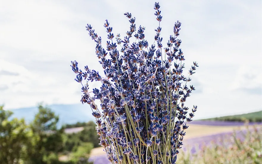 lavendel,paars,20