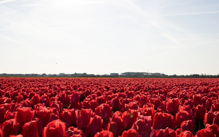 tulpen,dobbe,23 (16)